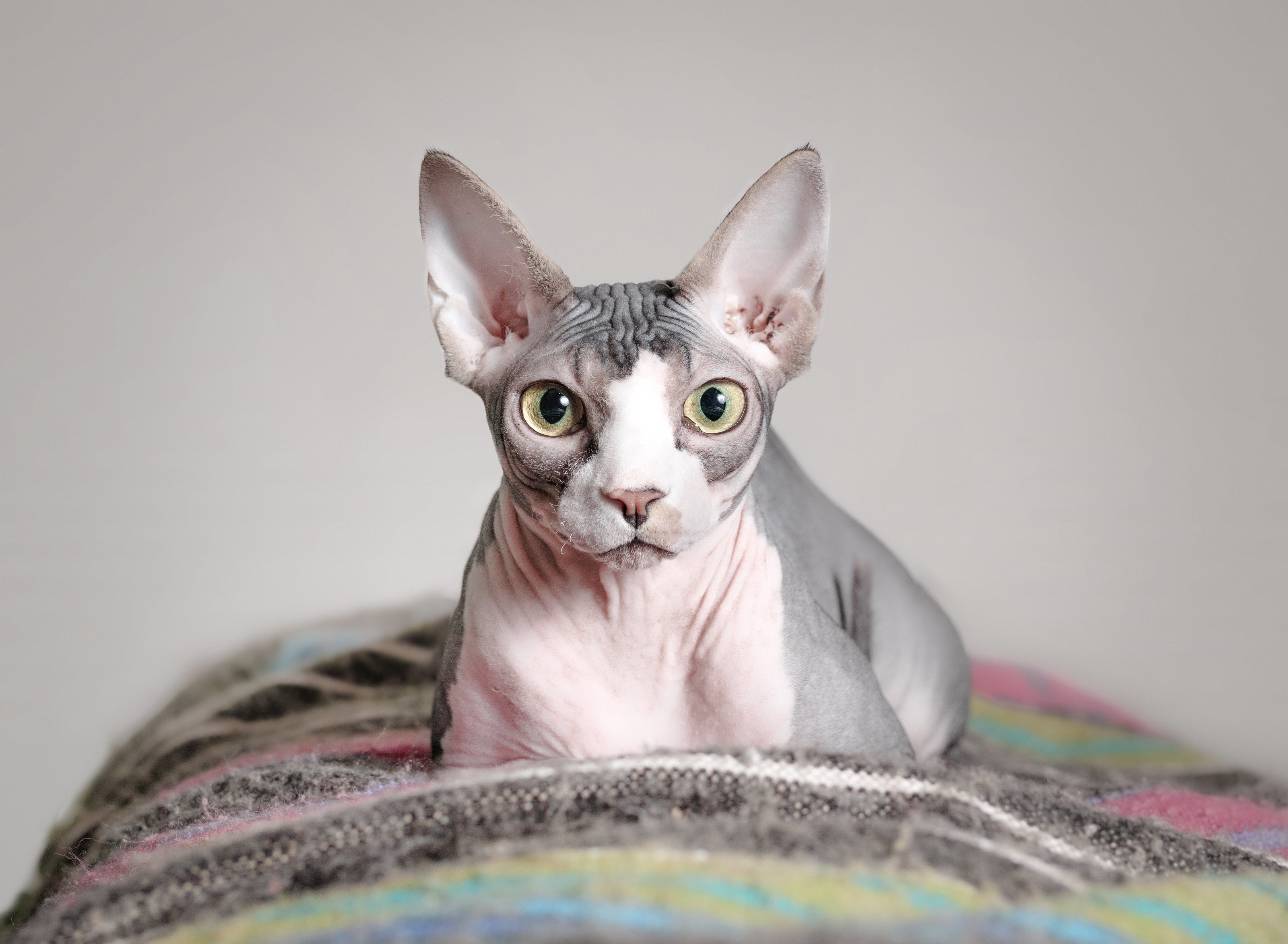 Sphynx Hairless Cat Breed Adoption Info Petfinder